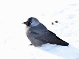 Jackdaw