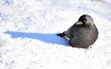 Jackdaw