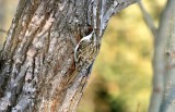 Treecreeper