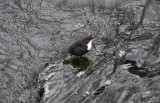 White-throated Dipper