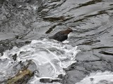 White-throated Dipper