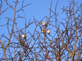 European goldfinch