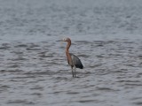 Reddish egret