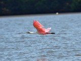 Roseate spoonbill