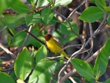 Mangrove warbler