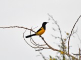 Black-vented oriole