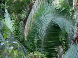 Palm fronds