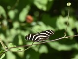 Zebra Heliconian