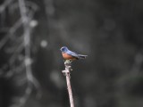 Cinnamon-bellied flowerpiercer