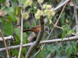 Happy wren