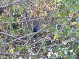 Blue Mockingbird