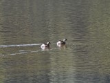 Least grebes