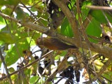 Smoky-brown woodpecker