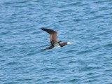 Brown Booby