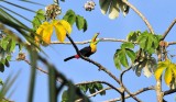 Keel-billed Toucan