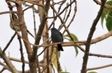 Peg-billed Finch