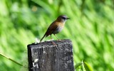 Black-billed Nightingale-thrush
