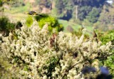 Long-tailed Silky Flycatchers