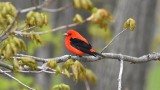 Scarlet tanager