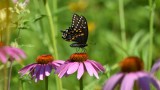 Black swallowtail 26 July 2016a.jpg