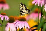 Tiger swallowtail01.jpg