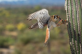 kestral13.jpg