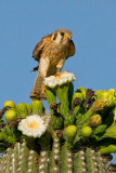 kestral01.jpg