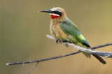 Whitefronted bee-eater