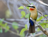 Whitefronted bee-eater
