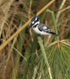 Black and white kingfisher