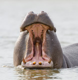 Hippo