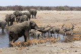 Elephants