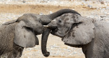 Elephants