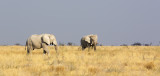Elephants