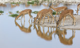 Black-faced Impala