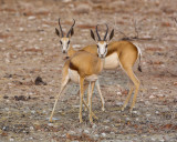 Springbok