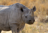 Black rhino