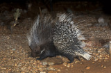 Porcupine