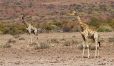 Desert giraffe