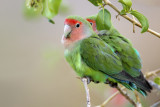 Lovebird