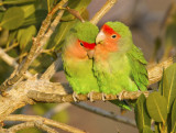 Lovebird