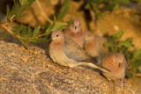 Namibia web037.jpg