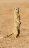 Yellow mongoose