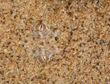 Peringueys adder