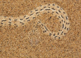 Peringueys adder