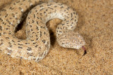 Peringueys adder