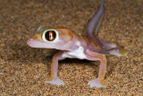 Palmatogecko