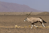 Oryx