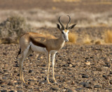 Springbok