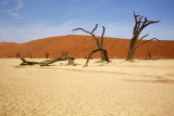 Dead vlei